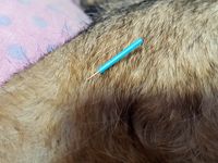 Akupunktur Hund