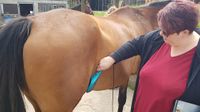 Lasertherapie Pferd