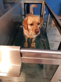 Unterwasserlaufband Therapie für Hunde