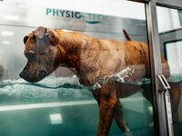 Unterwasserlaufband Therapie für Hunde in Ense